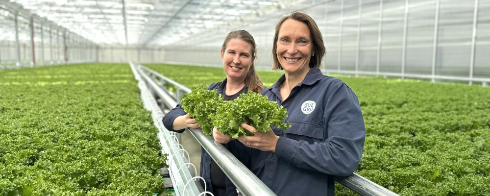 Kristin Orrestig och Lisa Lindström i det nya sallatsväxthuset. Foto: Svegro