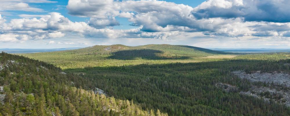 Skogsmarker i norra Finland. Wikipedia Common Lic,Kredit:  Ximonic Simo Räsänen