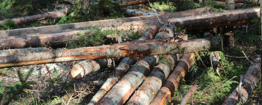 Forskare är välkomna att söka finansiering för projekt som ”bidrar till att förbättra förståelsen av kolbalansen i skogliga värdekedjor”.  Arkivbild.