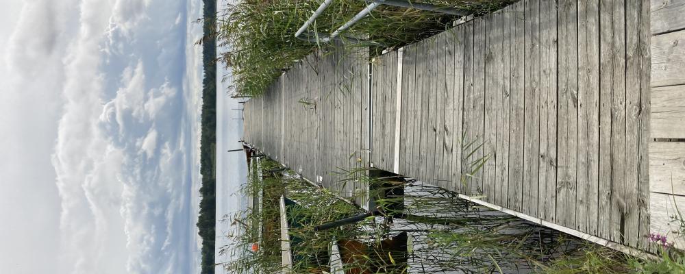 Längs sjöarnas stränder finns en rik vegetation av snabbväxande vattenväxter som tar upp koldioxid. Foto: Sandra Gunnarsson