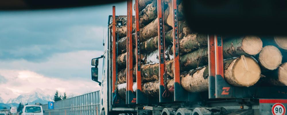 Timmer på väg ut i världen. Foto: Krzysztof Kowalik