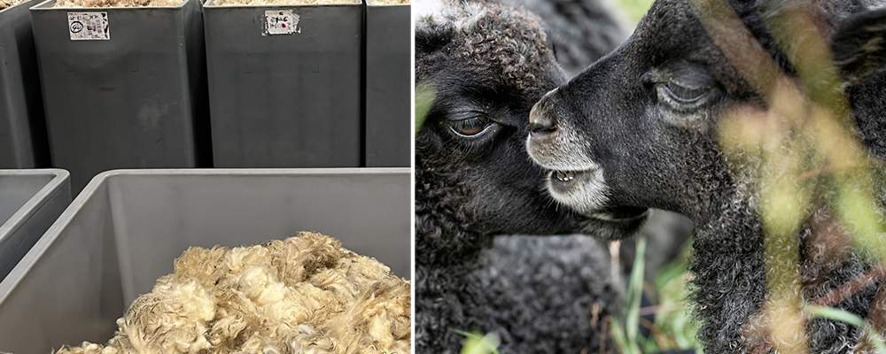 Initiativtagarna menar att ull är en ”outnyttjad restprodukt” och att ull kan bli en ”strategisk industriråvara”.  Pressbild.