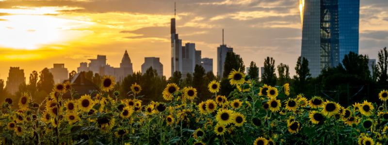 Michael Probst/AP/TT: Europeiska centralbankens kontor i Frankfurt. Arkivbild.