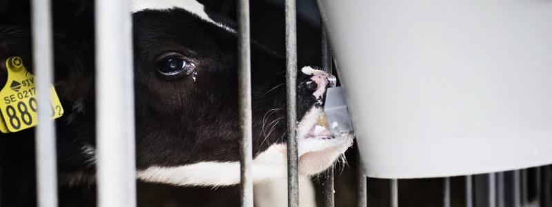 Emil Langvad/TT: Enligt en granskning överdriver Arla hur mycket man har minskat sina utsläpp. Arkivbild.