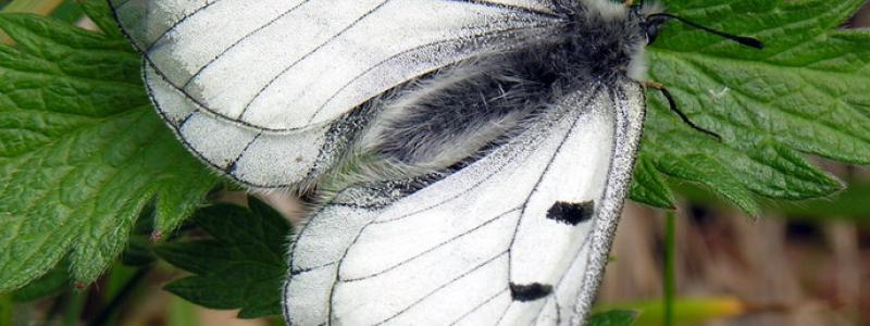 Foto: Algirdas/Wikimedia Commons