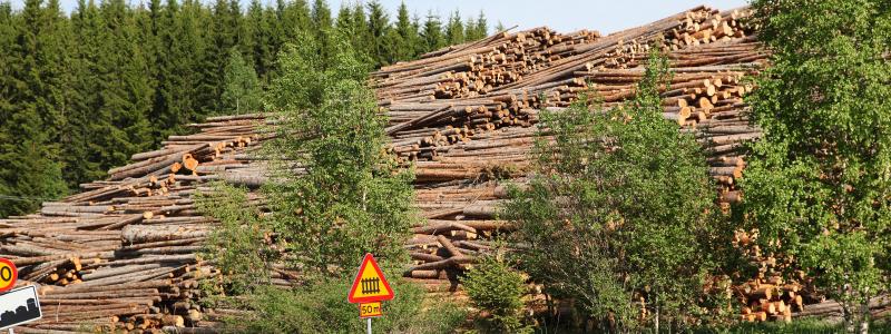 Avyttringen syftar till att ytterligare öka flexibiliteten i Metsä Groups virkesförsörjning.  Arkivbild.