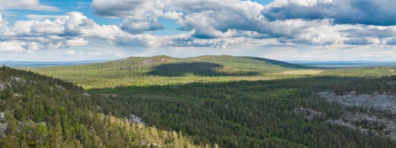Skogsmarker i norra Finland. Wikipedia Common Lic,Kredit:  Ximonic Simo Räsänen