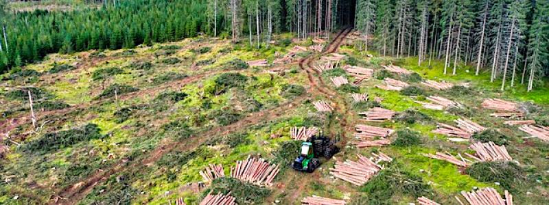 Massavedspriserna förväntas öka med cirka 20 procent i år. Nästa år väntas marknaden dock stabiliseras efter den chock som minskad import orsakat, med en fortsatt prisuppgång på cirka fem procent enligt PTT. Foto: Creative Commons Lic, kredit: reijotelaranta