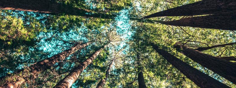 Foto: Casey Horner/Unsplash
