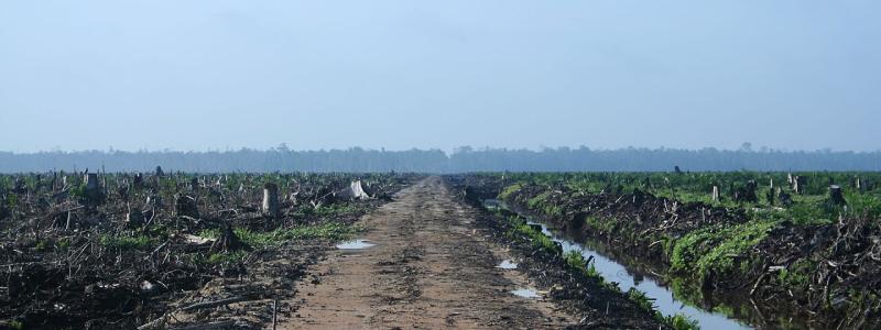 Avskogning i Indonesien. Foto: Hayden - Oil Palm Concession/Wikimedia Commons