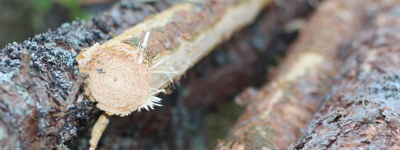 De sju sågverken som granskas har en produktionskapacitet på cirka 3 miljoner kubikmeter.