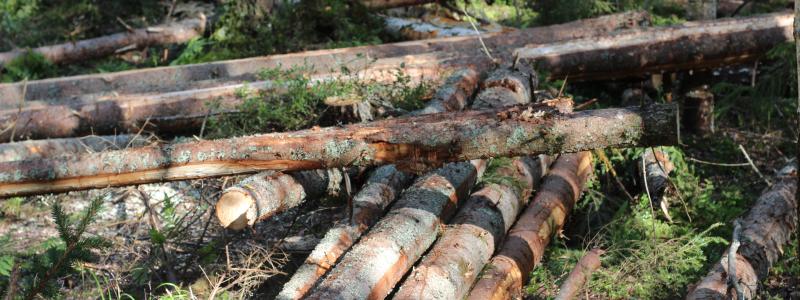 Forskare är välkomna att söka finansiering för projekt som ”bidrar till att förbättra förståelsen av kolbalansen i skogliga värdekedjor”.  Arkivbild.