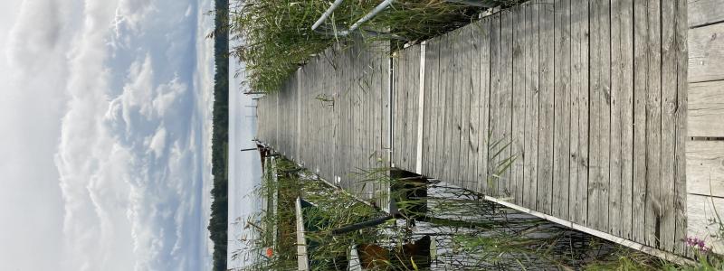 Längs sjöarnas stränder finns en rik vegetation av snabbväxande vattenväxter som tar upp koldioxid. Foto: Sandra Gunnarsson