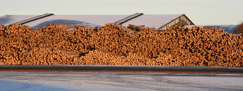 Tullen drabbar framför allt timmerexportörer i östra USA, särskilt Appalacherna, där 40 procent av leveranserna exporterades till Kina före mars i år.