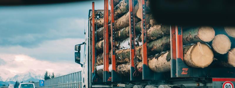 Timmer på väg ut i världen. Foto: Krzysztof Kowalik