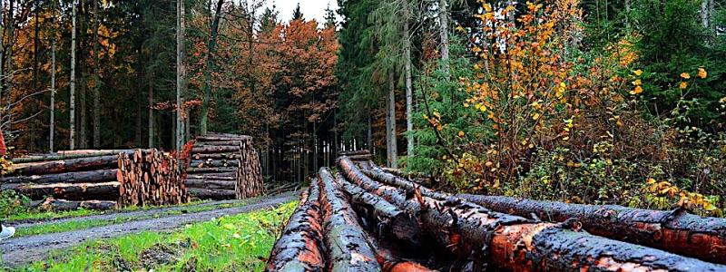 Skogsvård. Symbolbild.  Foto: Creative Commons Lic, pixabay, kredit: neelam279