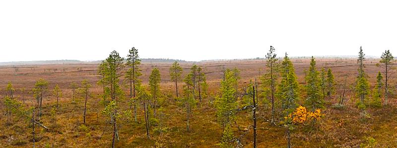 Den rikaste delen av Sakati-malmesförekomsten finns på ett djup över 500 meter under myren Viiankiaapa. Foto: Creative Commons Licens. Kredit: Antti Leppänen.