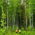 Metsä Groups beslut att skapa en egen grupp innebär en centralisering som kan ge enhetligare rutiner inom koncernen, men väcker frågor om marknadsbalans, konkurrens och skogsägarnas förhandlingsposition. I ett skogsbruk präglat av få stora köpare är certifieringsfrågor ofta nära kopplade till prisnivåer och avsättningsmöjligheter. Foto: Metsä Group