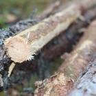 De sju sågverken som granskas har en produktionskapacitet på cirka 3 miljoner kubikmeter.