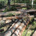 Forskare är välkomna att söka finansiering för projekt som ”bidrar till att förbättra förståelsen av kolbalansen i skogliga värdekedjor”.  Arkivbild.