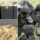 Initiativtagarna menar att ull är en ”outnyttjad restprodukt” och att ull kan bli en ”strategisk industriråvara”.  Pressbild.