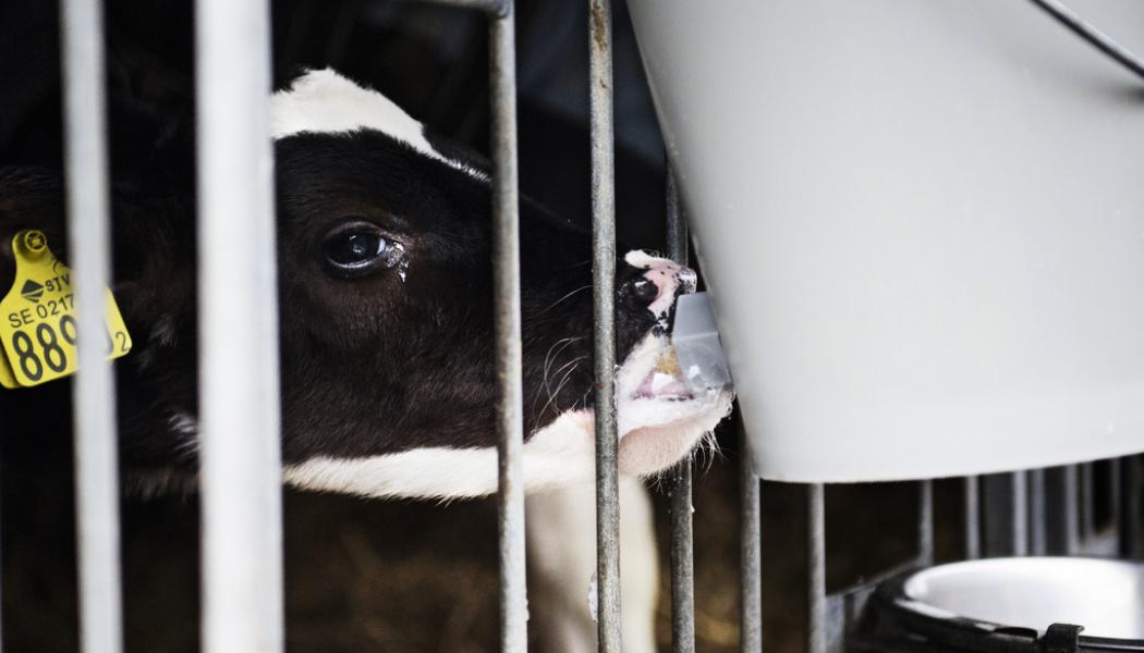 Emil Langvad/TT: Enligt en granskning överdriver Arla hur mycket man har minskat sina utsläpp. Arkivbild.