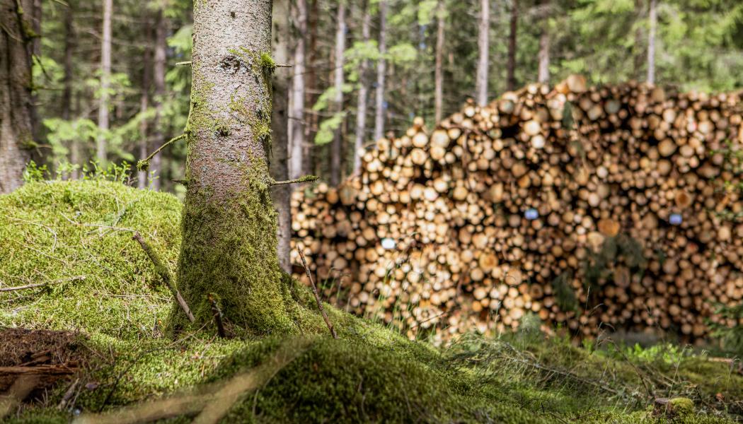 Foto: Martin Olofsson/Södra 