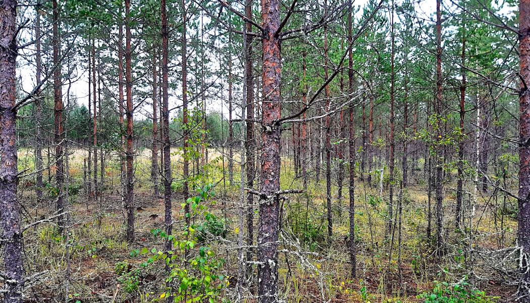 Området med anrikningssand vid Laukunkangas, i finländska Enonkoski, planterades med vegetation av Outokumpu efter att gruvverksamheten avslutats. Foto: Outokumpu