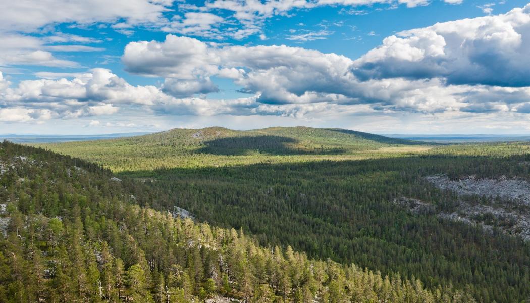 Skogsmarker i norra Finland. Wikipedia Common Lic,Kredit:  Ximonic Simo Räsänen 