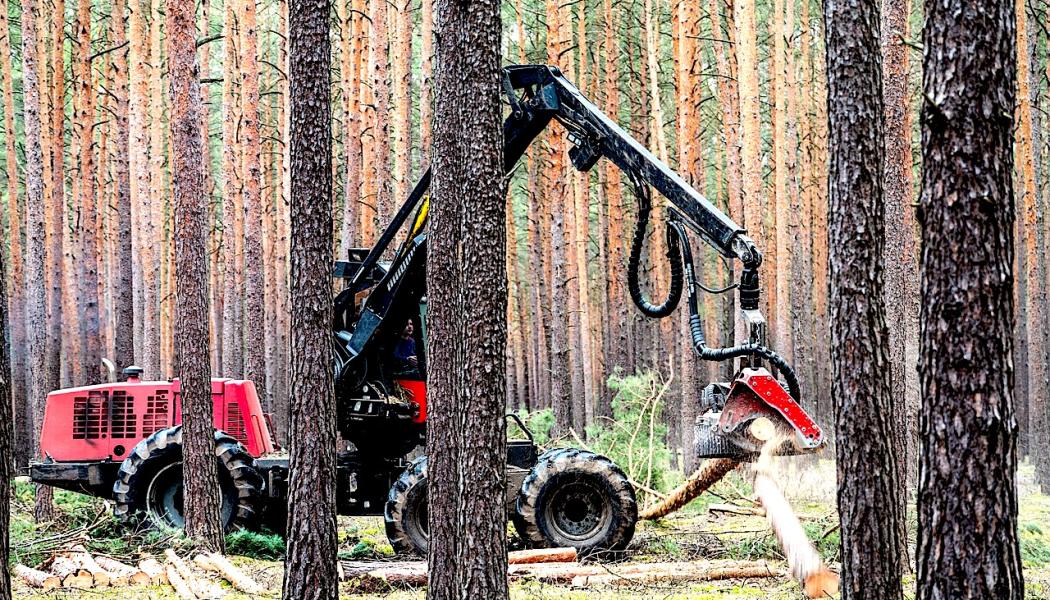 Växande och friska skogar producerar förnybar råvara som kan ersätta produkter baserade på fossila material, samtidigt som de fungerar som viktiga kolsänkor. Foto: Creative Commons Lic. Kredit: mariohagen