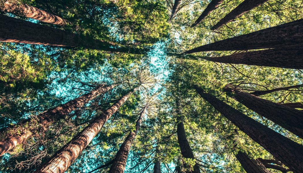 Foto: Casey Horner/Unsplash