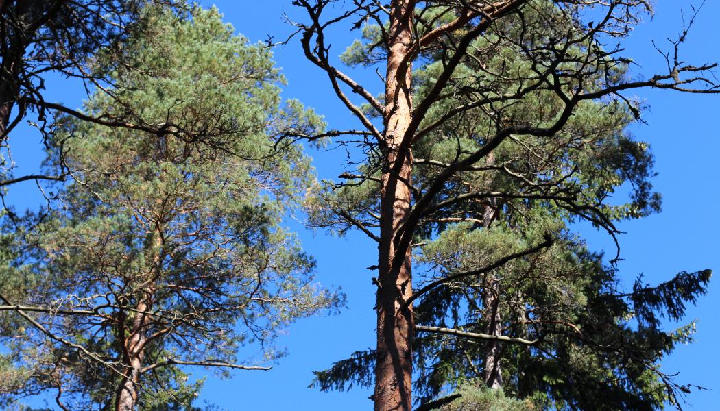 Finska staten förvaltar genom Forststyrelsen 12,6 miljoner hektar mark- och vattenområden. Arkivbild. 