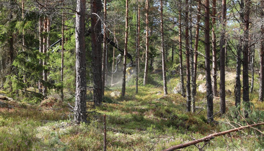 Komatsu Forest huvudkontor ligger i Umeå och här finns produktionsenheten för hjulgående skogsmaskiner och skördaraggregat. Hela Komatsu-koncernen har 60 000 anställda runtom i världen, varav 1780 inom Komatsu Forest.