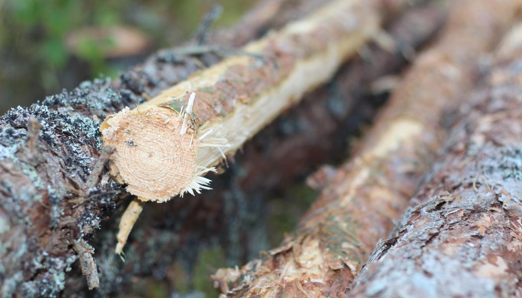 De sju sågverken som granskas har en produktionskapacitet på cirka 3 miljoner kubikmeter.