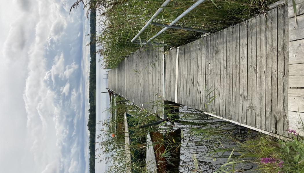 Längs sjöarnas stränder finns en rik vegetation av snabbväxande vattenväxter som tar upp koldioxid. Foto: Sandra Gunnarsson
