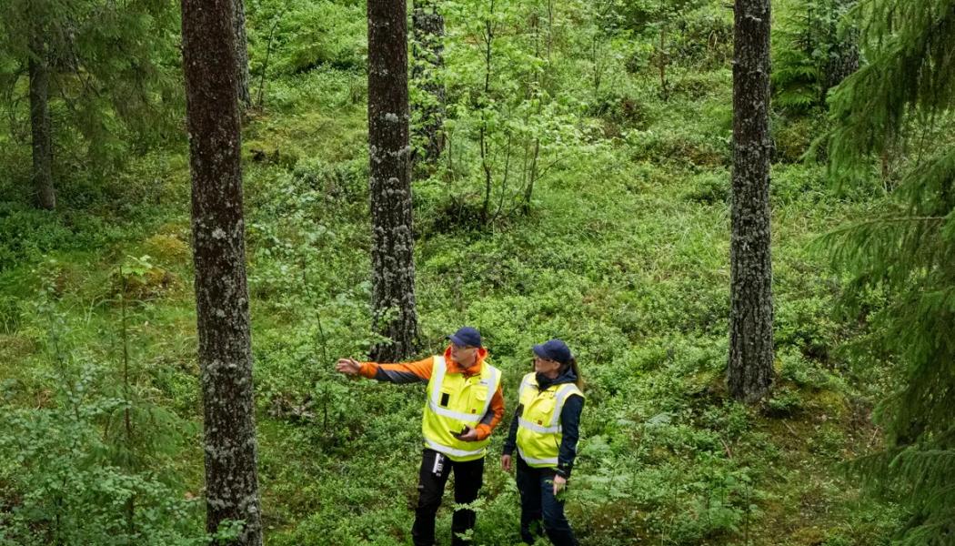 Metsä Group har utvecklat en applikation som använder öppna geodata och AI för att bedöma skogliga uppgifter. Med hjälp av applikationen kan de bestånds- och avverkningsområdesdata som behövs för virkesaffärer uppskattas tillförlitligt, till och med utan fältbesök. Foto: Metsä Group