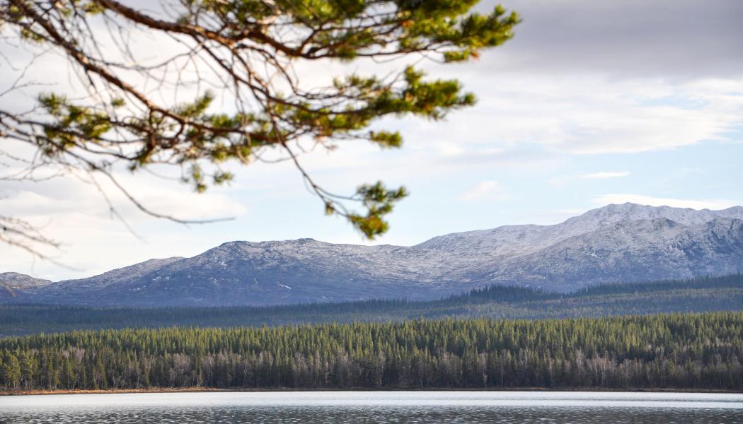 Foto: Norra Skog