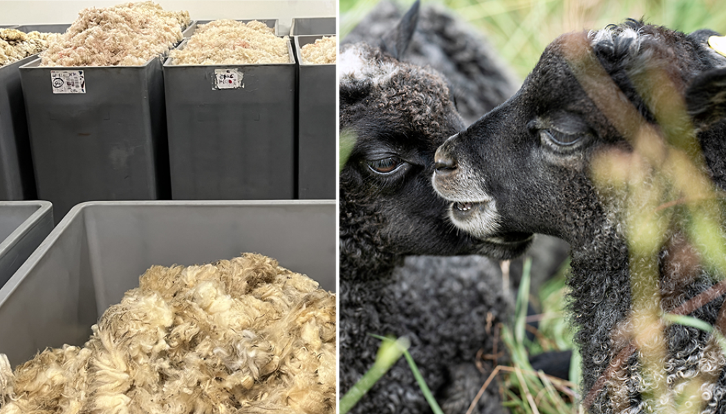 Initiativtagarna menar att ull är en ”outnyttjad restprodukt” och att ull kan bli en ”strategisk industriråvara”.  Pressbild.
