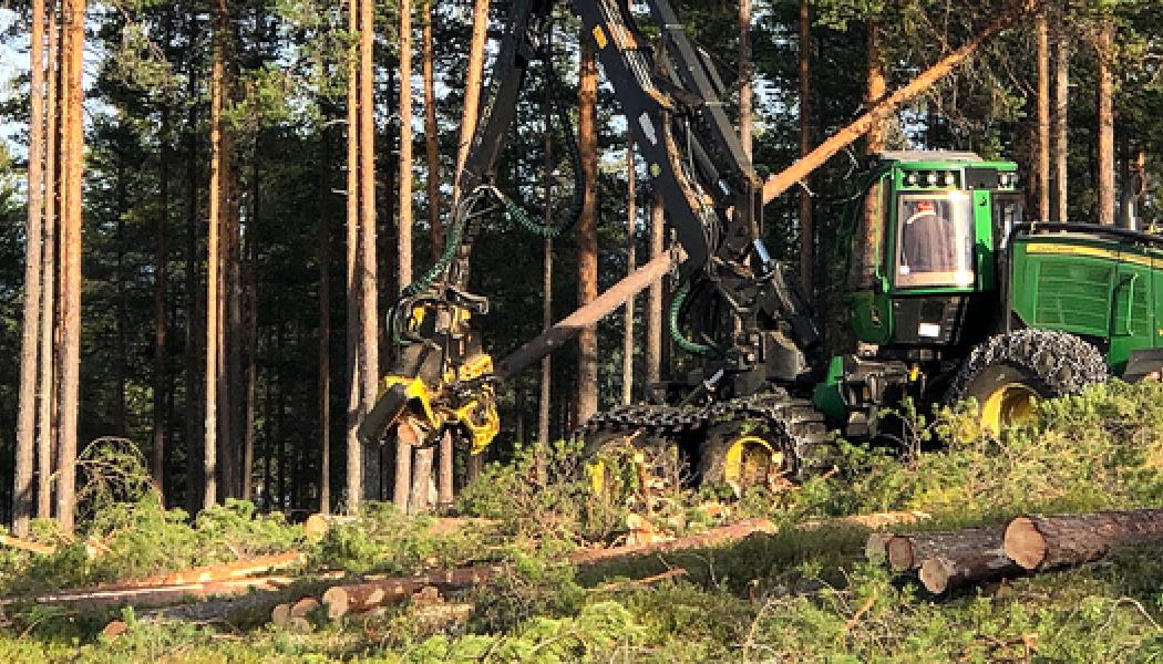  Avverkningsanmälningarna var i stort sett oförändrade i november i jämfört med november 2022. Foto: Skogsstyrelsen
