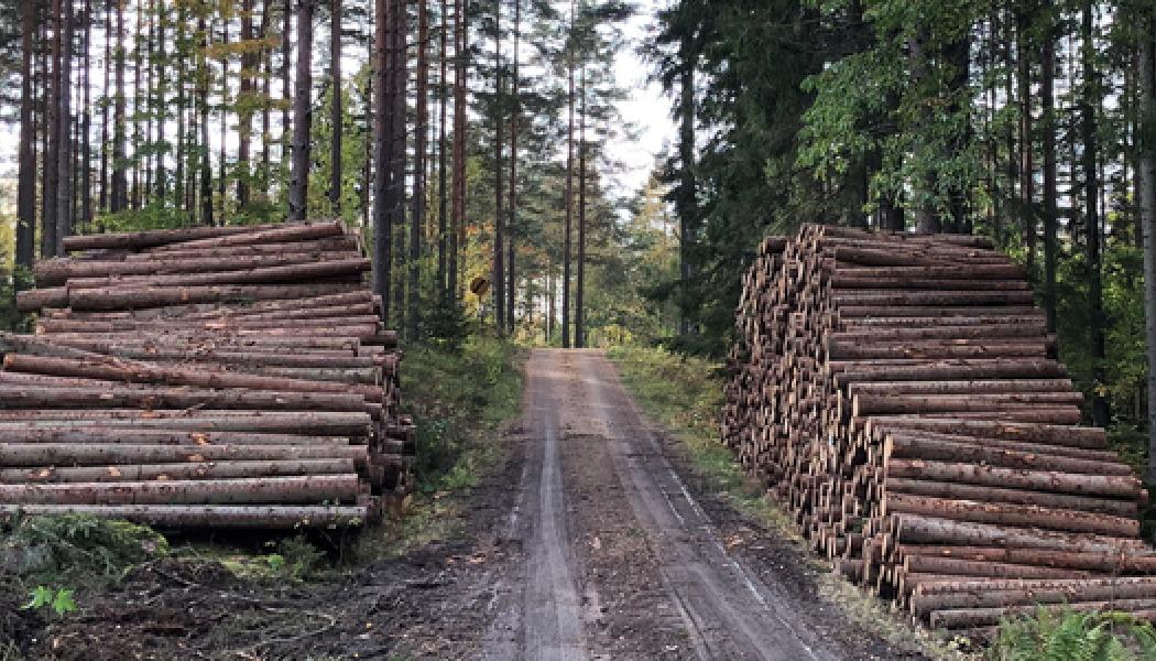 Foto: Skogsstyrelsen
