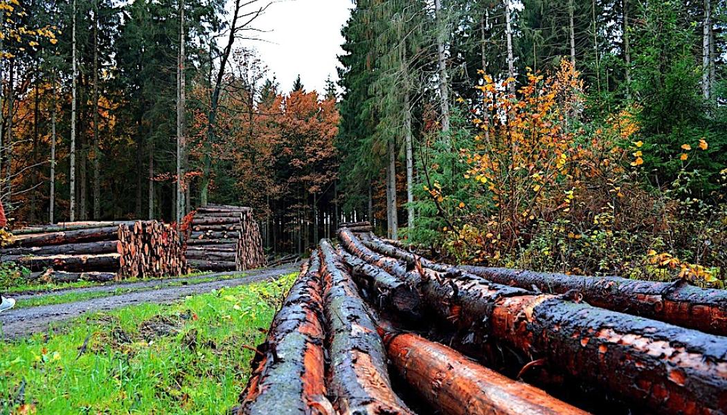 Skogsvård. Symbolbild.  Foto: Creative Commons Lic, pixabay, kredit: neelam279