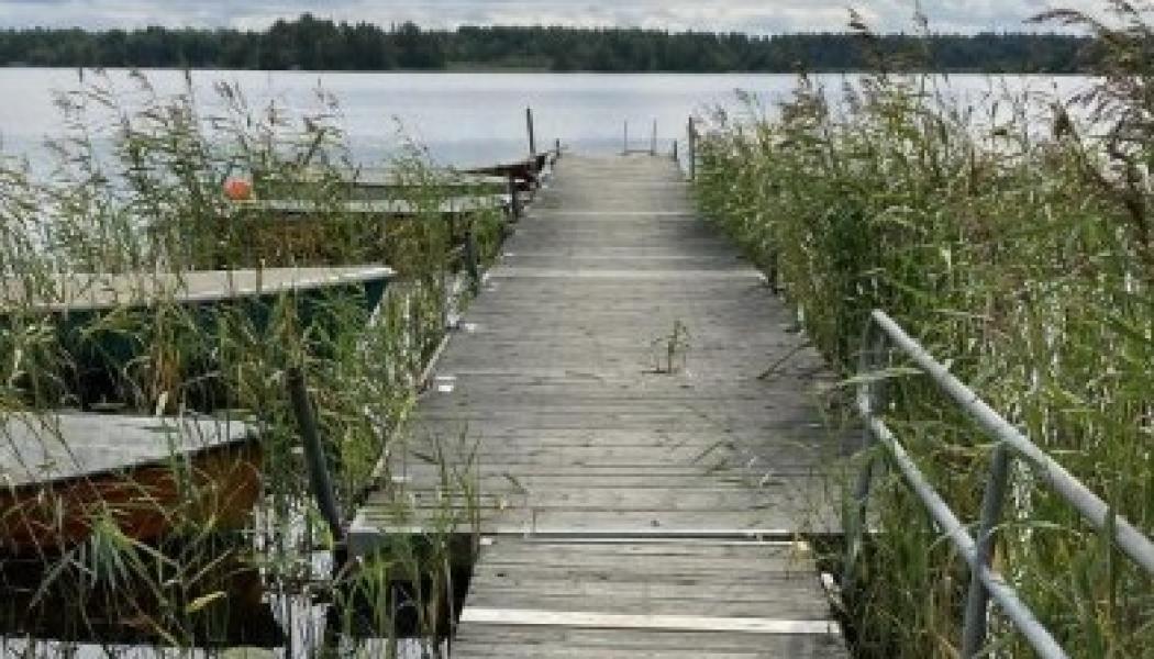 Längs sjöarnas stränder finns en rik vegetation av snabbväxande vattenväxter som tar upp koldioxid. Foto: Sandra Gunnarsson
