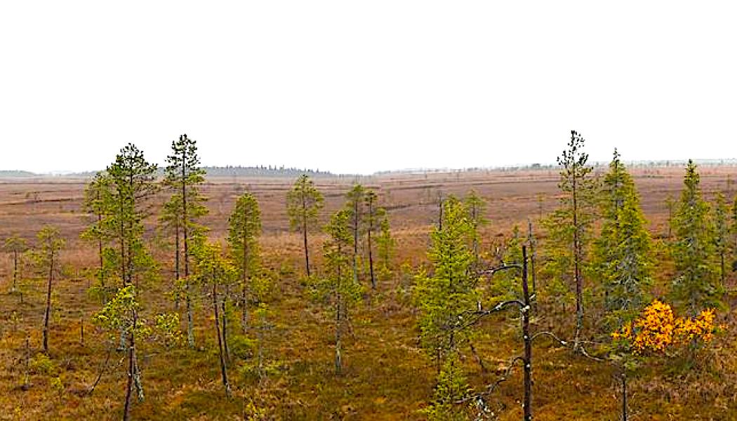 Den rikaste delen av Sakati-malmesförekomsten finns på ett djup över 500 meter under myren Viiankiaapa. Foto: Creative Commons Licens. Kredit: Antti Leppänen.