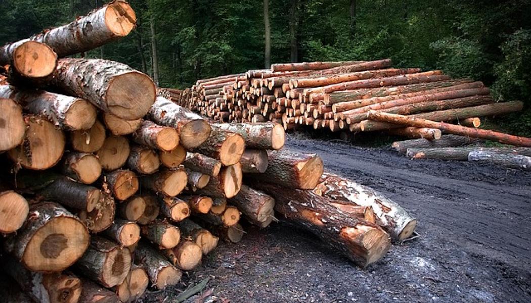Virkeshandeln har varit livlig de senaste månaderna, trots osäkerheten inom skogsindustrin. Foto: Creative Commons Lic, kredit: ArturGórecki