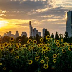 Michael Probst/AP/TT: Europeiska centralbankens kontor i Frankfurt. Arkivbild.