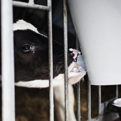 Emil Langvad/TT: Enligt en granskning överdriver Arla hur mycket man har minskat sina utsläpp. Arkivbild.