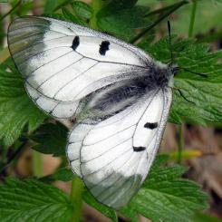 Foto: Algirdas/Wikimedia Commons