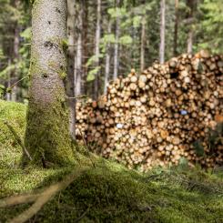 Foto: Martin Olofsson/Södra