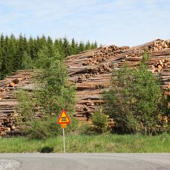 Avyttringen syftar till att ytterligare öka flexibiliteten i Metsä Groups virkesförsörjning.  Arkivbild.