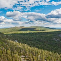 Skogsmarker i norra Finland. Wikipedia Common Lic,Kredit:  Ximonic Simo Räsänen